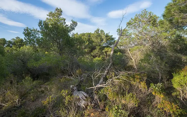 Pinedes de pi blanc