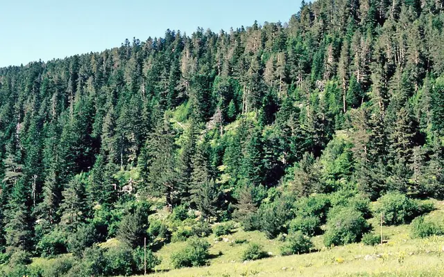 Pinedes de pi roig