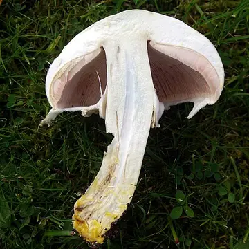 Xampinyó groguejant