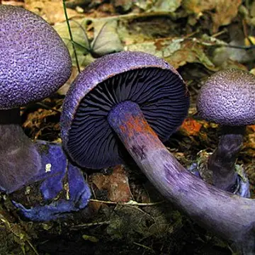 Cortinaris violetes