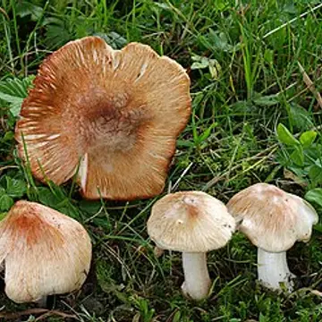 Inocibe vermellós