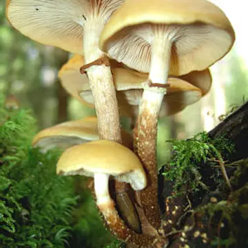 Bolet de soca