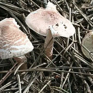 Lepiota de color carn