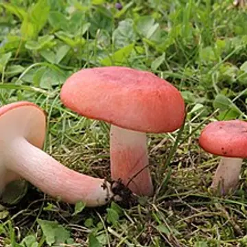Rússula sanguínia