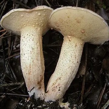 Molleric clar