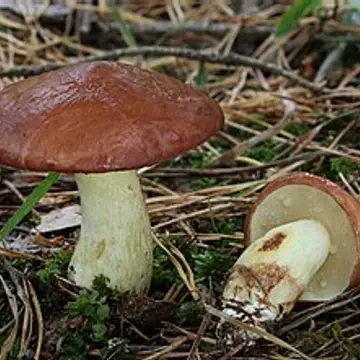 Molleric de miceli blanc